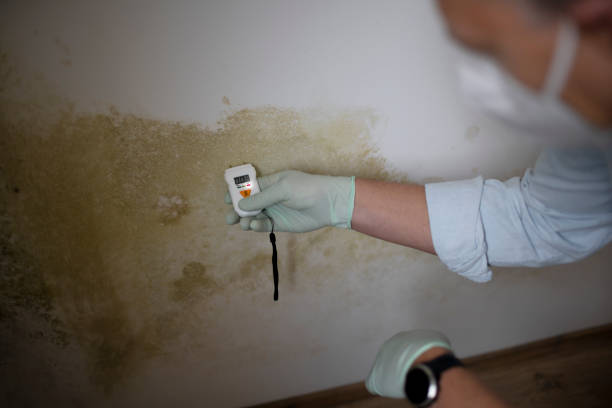 Best Mold Damage Repair  in , OH